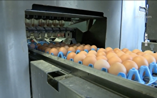 全美最大雞蛋生產商發「疫情財」 遭起訴