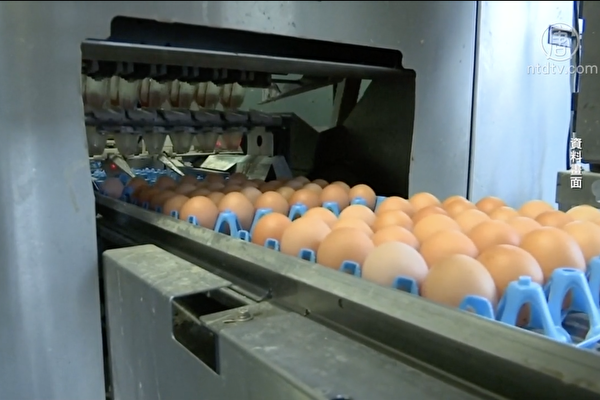 全美最大雞蛋生產商發「疫情財」 遭起訴