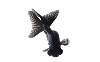 最黑的魚吸收99.5%光線