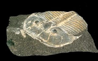 罕见化石发现三叶虫具复眼结构