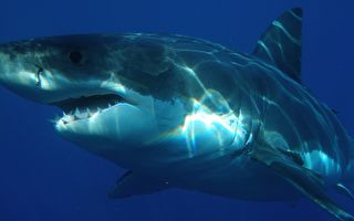 西澳冲浪者遭大白鲨袭击 带伤游600米逃生