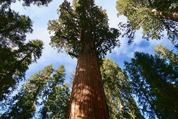 仍屹立不倒 加州千年红杉在野火中幸存