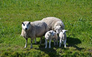 史上最貴 蘇格蘭一綿羊以「天價」拍賣成交