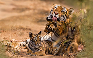 印度復育有成 老虎數量12年來倍增