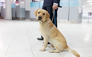 为什么美国机场偏好耳朵下垂的工作犬？