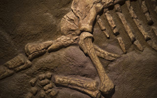 加研究員首次發現：7500萬年前恐龍患骨癌