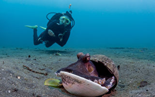 小章魚用塑膠杯當殼 善心潛水員幫牠換新家
