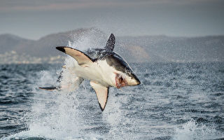 惊人画面：大白鲨为捕食跃出海面4.6米