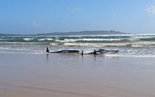 250頭鯨魚在塔州西海岸擱淺 當局緊急救援