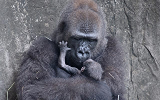 痛心！ 極度瀕危大猩猩寶寶出生僅六天夭折