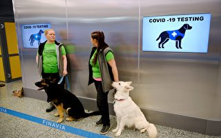芬兰机场启用小狗检测中共病毒 10秒搞定
