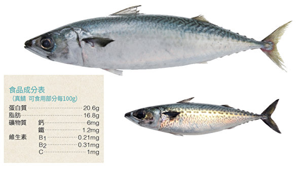 鲭鱼属于腥味较重的青背鱼，较难保存，多数情况下都是以香料或醋腌渍。（方舟文化提供／大纪元合成）
