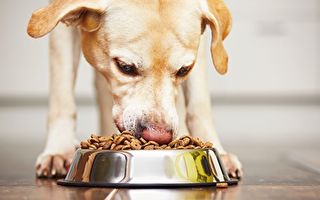 家有愛犬 自製5道營養健康的抗癌料理