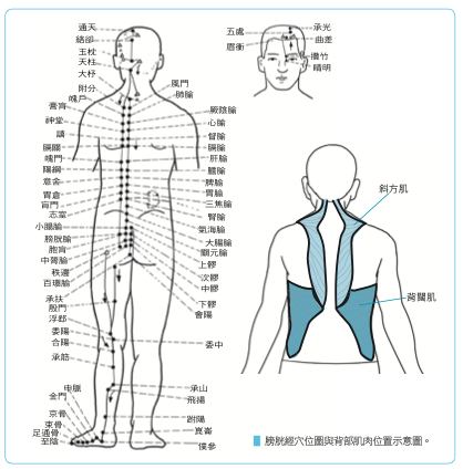 應針對擴胸所需要的背後肌肉進行鍛鍊，如斜方肌、背闊肌和菱形肌。（商周出版提供）