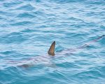 研究发现鲨鱼利用地球磁场当“GPS”来迁徙