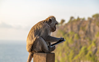 马国男子找回遗失手机 竟有猴子自拍画面