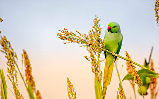 印度农民以半英亩土地种农作物养野鸟