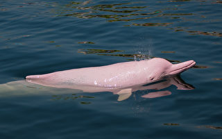 美國男子拍到罕見的粉紅色海豚