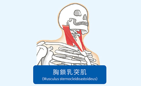 胸鎖乳突肌是脖子上最粗的肌肉，功用是讓脖子可以左右轉動及傾斜。（方言文化提供）
