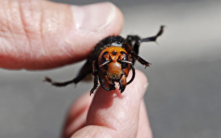 华盛顿州发现亚洲巨型杀人蜂巢 美国首例