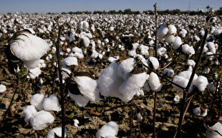 中国拒绝购买 澳洲棉花迅速找到替代市场