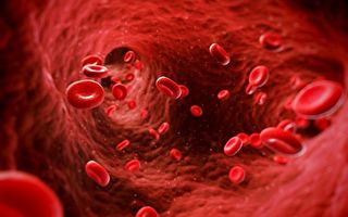 人類胚胎中發現超強血液幹細胞