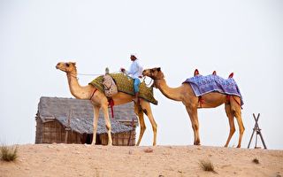 骆驼被雪覆盖！撒哈拉沙漠气温跌至-3℃飘雪