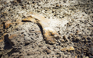 超罕见 加国12岁男孩发现幼年鸭嘴龙化石