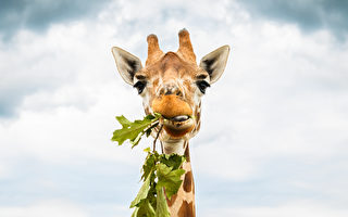 你知道长颈鹿如何吃地上的草吗？