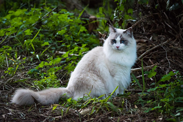 貓, 寵物, 俄羅斯藍貓, 波斯貓, 英國短毛貓, 異國短毛貓, 布偶貓