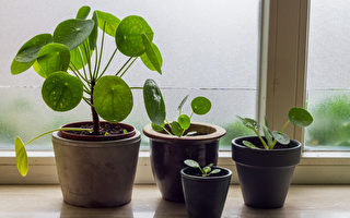 呵護室內植物度過寒冬的5大技巧