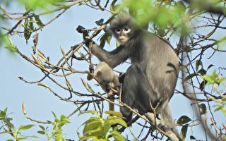 濒临灭绝 新物种“波巴叶猴”现缅甸森林