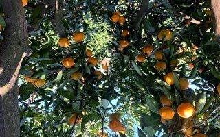 受疫情影响 武汉种植户橘子严重滞销
