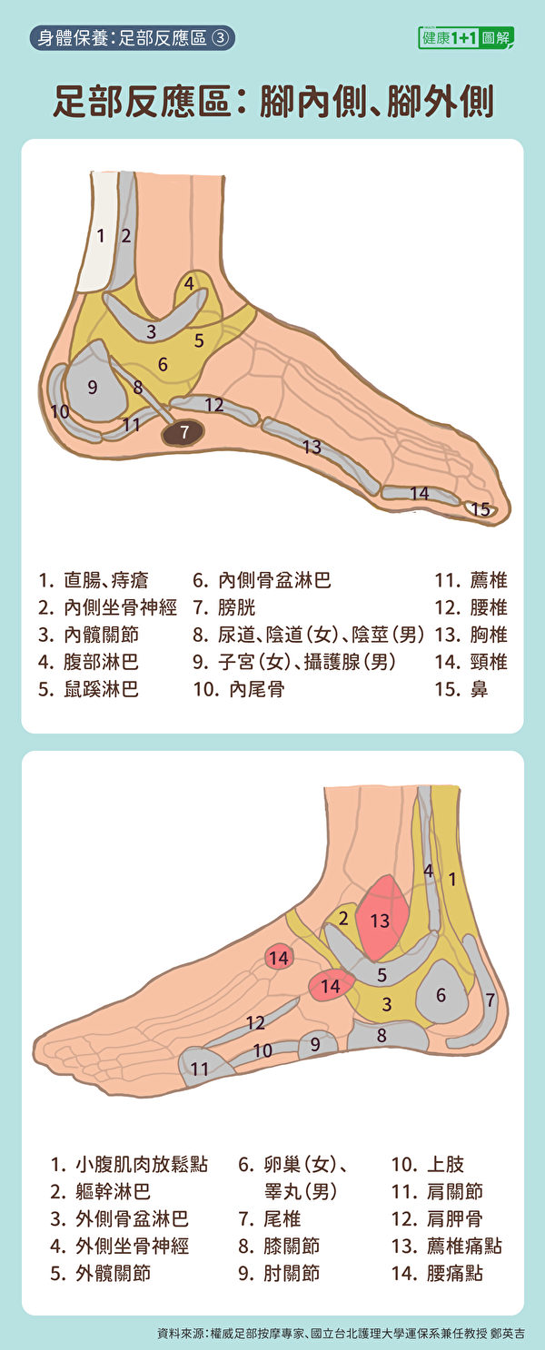 腳內側反應區有脊椎、子宮、攝護腺；腳外側反應區則有卵巢、膝關節等。（健康1+1／大紀元）