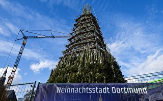 最高聖誕樹搭建中 德國多特蒙德市忍痛拆除