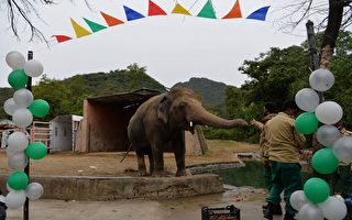 动物界首次 “世界最孤独大象”飞抵柬埔寨
