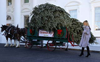 組圖：馬車運「冠軍」聖誕樹抵白宮 第一夫人迎接