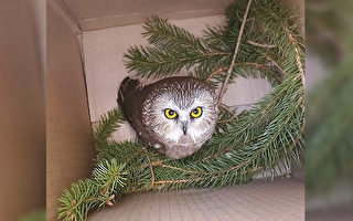 圣诞奇迹 猫头鹰受困洛克菲勒中心圣诞树
