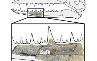 南極發現史前巨鳥化石 頭骨約六十厘米長