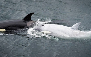 超稀有白色虎鯨現身阿拉斯加海域