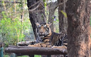 全球不到10只 印摄影师意外拍到罕见黑老虎