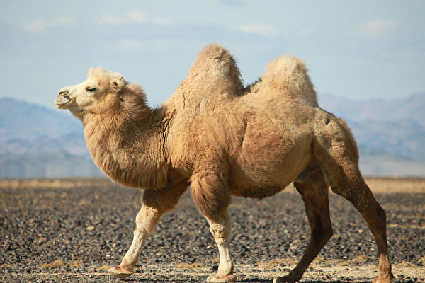 駱駝的駝峰是用來儲存水分的嗎？