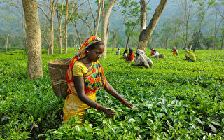 印度阿萨姆茶价格创新高 每公斤上千美元