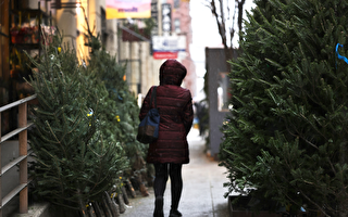瘟疫流行 纽约街头圣诞树摊主少见魁北克人
