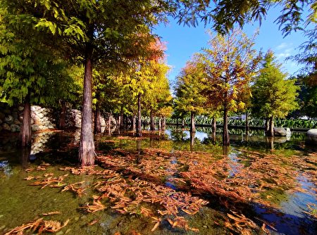 台中后里泰安国小旁的落羽松秘境，欣赏绿红相间的树木映照水面的美景，仿佛置身梦幻国度。