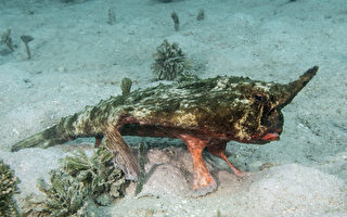 用鳍行走 加勒比海底惊现罕见的独角怪鱼