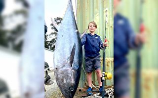 破紀錄 澳10歲男孩釣起88公斤重金槍魚