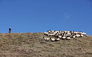 新西蘭曾人均22隻羊 現在只剩人均5隻
