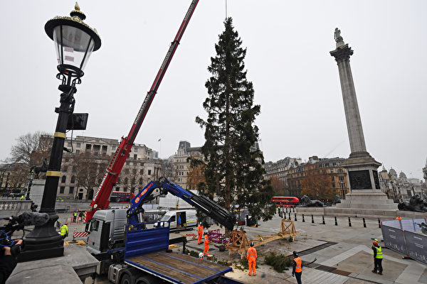 组图：疫情下伦敦特拉法加广场迎接圣诞树