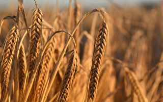 传大陆大买加拿大和法国大麦 以填补缺口